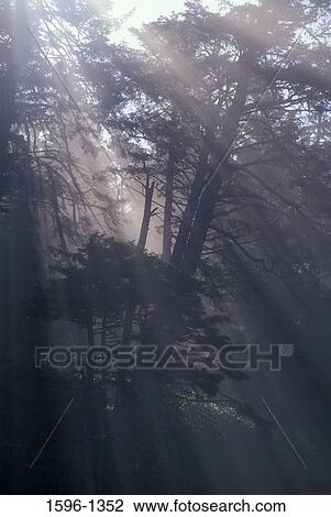 Sunbeams radiating through trees in a forest, Ruby Beach, Olympic National Park, Washington State, USA View Large Photo Image Stock Image - Sunbeams radiating through trees in a forest, Ruby Beach, Olympic National Park, Washington State, USA. Fotosearch