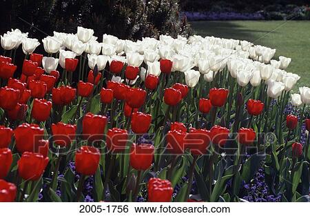 Sunken Garden Butchart Gardens Victoria British Columbia, Canada View Large Photo Image Stock Photograph - Sunken Garden Butchart Gardens Victoria British Columbia, Canada. Fotosearch