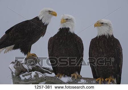 Stock Image - Three Bald eagles (Haliaeetus leucocephalus) perching on a tree, Homer, Alaska, USA. Fotosearch