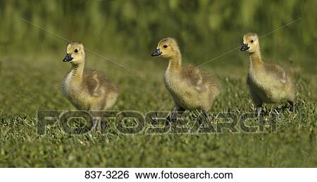 Stock Photograph - Three Canada goslings (Branta canadensis) walking in a field. Fotosearch