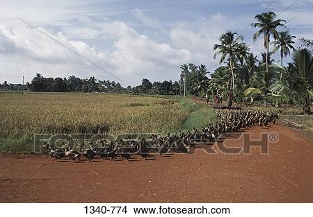 Three people herding a flock of ducks on a dirt road, Kuttanad, Alappuzha District, Kerala, India View Large Photo Image Picture - Three people herding a flock of ducks on a dirt road, Kuttanad, Alappuzha District, Kerala, India. Fotosearch