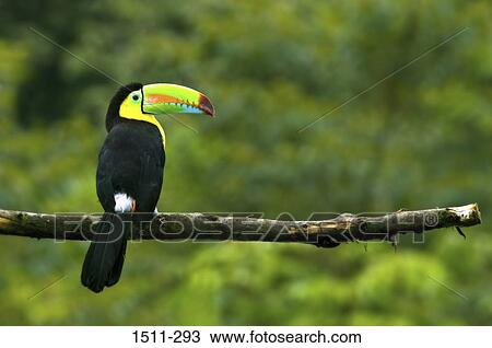 Toucan perching on a branch, Costa Rica View Large Photo Image Stock Image - Toucan perching on a branch, Costa Rica. Fotosearch