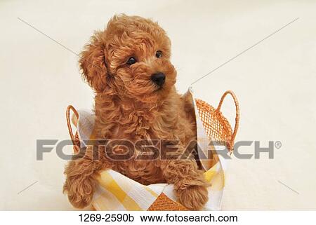 Toy Poodle puppy in a basket View Large Photo Image Stock Image - Toy Poodle puppy in a basket. Fotosearch