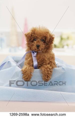 Toy Poodle puppy in a box View Large Photo Image Stock Image - Toy Poodle puppy in a box. Fotosearch