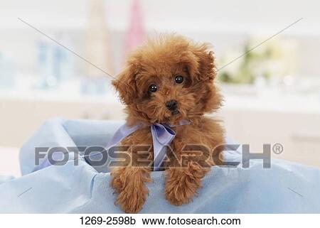 Toy Poodle puppy in a box View Large Photo Image Stock Image - Toy Poodle puppy in a box. Fotosearch