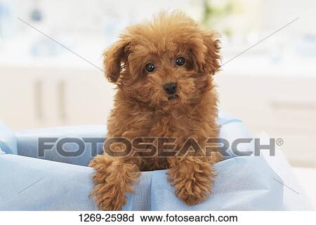 Toy Poodle puppy in a box View Large Photo Image Stock Image - Toy Poodle puppy in a box. Fotosearch