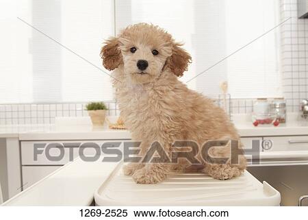 Toy Poodle puppy in a kitchen View Large Photo Image Stock Photography - Toy Poodle puppy in a kitchen. Fotosearch