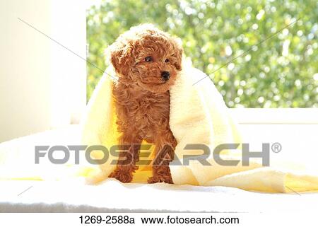 Toy Poodle puppy on the bed View Large Photo Image Stock Image - Toy Poodle puppy on the bed. Fotosearch