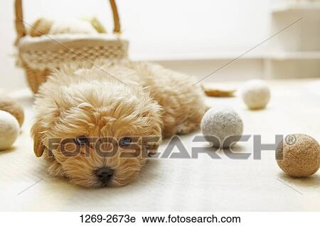 Toy Poodle puppy resting on the floor View Large Photo Image Stock Image - Toy Poodle puppy resting on the floor. Fotosearch