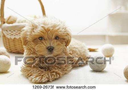 Toy Poodle puppy resting on the floor View Large Photo Image Stock Image - Toy Poodle puppy resting on the floor. Fotosearch