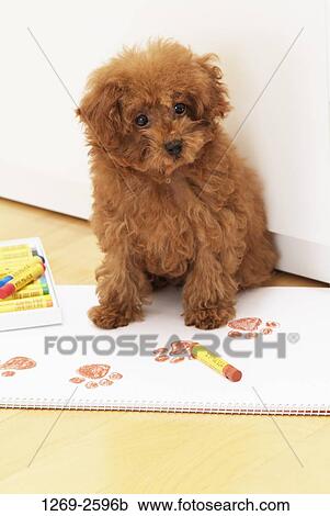 Toy Poodle puppy sitting on a sketch pad View Large Photo Image Stock Image - Toy Poodle puppy sitting on a sketch pad. Fotosearch