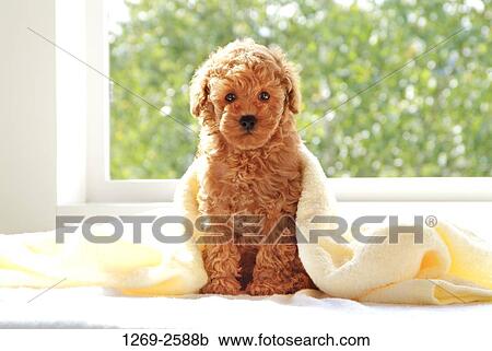 Toy Poodle puppy sitting on the bed View Large Photo Image Stock Image - Toy Poodle puppy sitting on the bed. Fotosearch