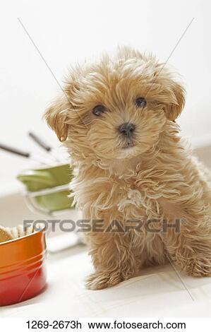 Toy Poodle puppy sitting on the floor View Large Photo Image Stock Image - Toy Poodle puppy sitting on the floor. Fotosearch