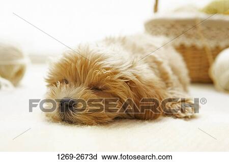 Toy Poodle puppy sleeping on the floor View Large Photo Image Stock Image - Toy Poodle puppy sleeping on the floor. Fotosearch