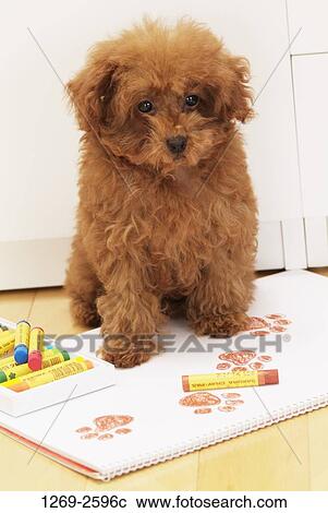 Toy Poodle puppy standing on a sketch pad View Large Photo Image Stock Image - Toy Poodle puppy standing on a sketch pad. Fotosearch