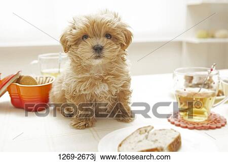 Toy Poodle puppy with a bowl of biscuits and a glass of juice View Large Photo Image Stock Image - Toy Poodle puppy with a bowl of biscuits and a glass of juice. Fotosearch