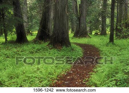 Trail in a forest, Roosevelt Grove of Ancient Cedars, Kaniksu National Forest, Washington State, USA View Large Photo Image Stock Image - Trail in a forest, Roosevelt Grove of Ancient Cedars, Kaniksu National Forest, Washington State, USA. Fotosearch