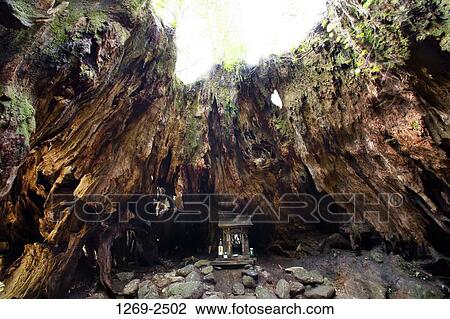 Tree stump in a forest, Wilson Stump, Yakushima Island, Kagoshima Prefecture, Japan View Large Photo Image Stock Image - Tree stump in a forest, Wilson Stump, Yakushima Island, Kagoshima Prefecture, Japan. Fotosearch