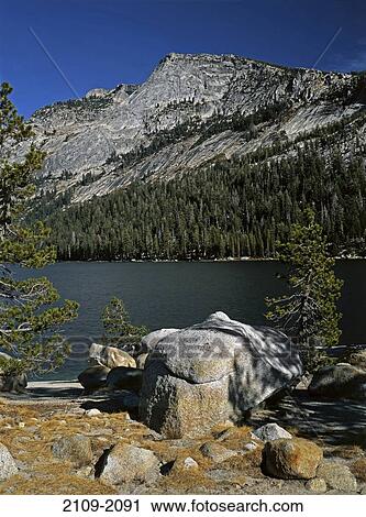 Stock Image - Trees along a lake with a mountain in the background, Tenaya Lake, Yosemite National Park, California, USA. Fotosearch