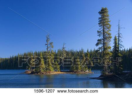 Trees along the side of a lake, Charlton Lake, Deschutes National Forest, Oregon, USA View Large Photo Image Stock Photo - Trees along the side of a lake, Charlton Lake, Deschutes National Forest, Oregon, USA. Fotosearch