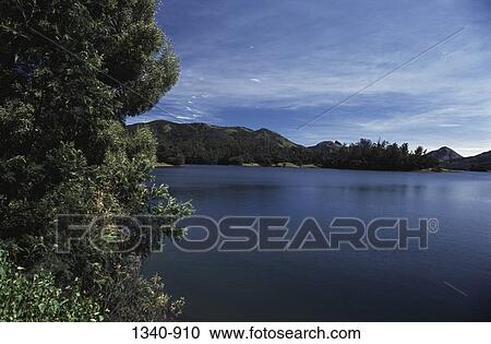 Stock Image - Trees at the lakeside, Mukurthi Lake, Mukurthi National Park, Tamil Nadu, India. Fotosearch