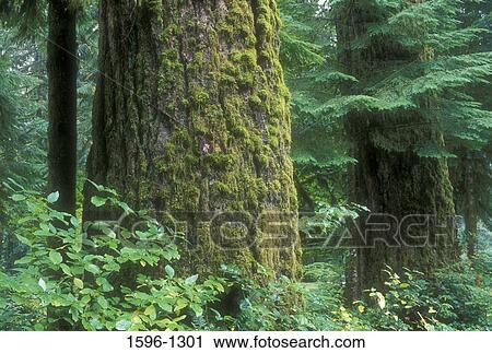 Trees in a forest, Old Growth Forest, Rockport State Park, Washington State, USA View Large Photo Image Stock Image - Trees in a forest, Old Growth Forest, Rockport State Park, Washington State, USA. Fotosearch