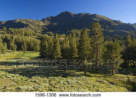 Trees in a forest, Pacific Crest Trail, Sonora Pass, Stanislaus National Forest, California, USA View Large Photo Image Stock Photograph - Trees in a forest, Pacific Crest Trail, Sonora Pass, Stanislaus National Forest, California, USA. Fotosearch
