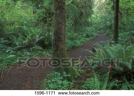 Trees in a forest, Quinault National Recreation Trail, Olympic National Forest, Washington State, USA View Large Photo Image Stock Image - Trees in a forest, Quinault National Recreation Trail, Olympic National Forest, Washington State, USA. Fotosearch