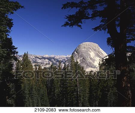Trees in a forest with a mountain range in the background, Fairview Dome, Yosemite National Park, California, USA View Large Photo Image Stock Image - Trees in a forest with a mountain range in the background, Fairview Dome, Yosemite National Park, California, USA. Fotosearch