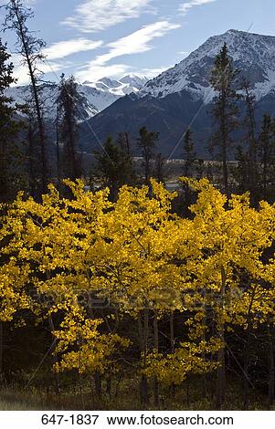 Stock Photo - Trees in a forest with mountains in the background, Ibex Valley, Yukon, Canada. Fotosearch