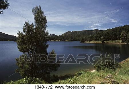 Trees near a lake, Mukurthi Lake, Mukurthi National Park, Nilgiris District, Tamil Nadu, India View Large Photo Image Stock Image - Trees near a lake, Mukurthi Lake, Mukurthi National Park, Nilgiris District, Tamil Nadu, India. Fotosearch