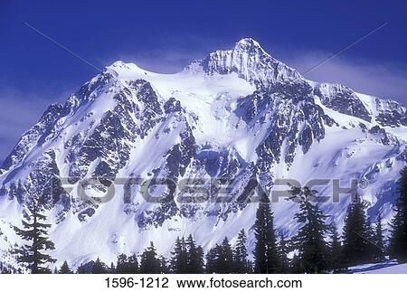 Trees on a landscape with a snow covered mountain in the background, Mt Shuksan, Mt Baker-Snoqualmie National Forest, Washington State, USA View Large Photo Image Stock Image - Trees on a landscape with a snow covered mountain in the background, Mt Shuksan, Mt Baker-Snoqualmie National Forest, Washington State, USA. Fotosearch
