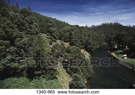 Trees on mountains, Mukurthi Lake, Mukurthi National Park, Nilgiris, Tamil Nadu, India View Large Photo Image Stock Photography - Trees on mountains, Mukurthi Lake, Mukurthi National Park, Nilgiris, Tamil Nadu, India. Fotosearch