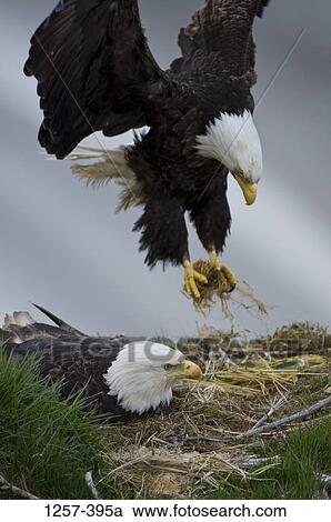 Two Bald eagles (Haliaeetus leucocephalus) on its nest, Unalaska Island, Dutch Harbor, Alaska, USA View Large Photo Image Stock Image - Two Bald eagles (Haliaeetus leucocephalus) on its nest, Unalaska Island, Dutch Harbor, Alaska, USA. Fotosearch