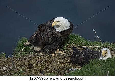 Stock Image - Two Bald eagles (Haliaeetus leucocephalus) on its nest, Unalaska Island, Dutch Harbor, Alaska, USA. Fotosearch