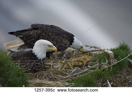 Two Bald eagles (Haliaeetus leucocephalus) on its nest, Unalaska Island, Dutch Harbor, Alaska, USA View Large Photo Image Stock Image - Two Bald eagles (Haliaeetus leucocephalus) on its nest, Unalaska Island, Dutch Harbor, Alaska, USA. Fotosearch