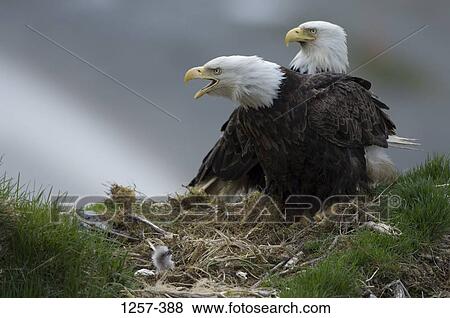 Two Bald eagles (Haliaeetus leucocephalus) on its nest, Unalaska Island, Dutch Harbor, Alaska, USA View Large Photo Image Stock Photo - Two Bald eagles (Haliaeetus leucocephalus) on its nest, Unalaska Island, Dutch Harbor, Alaska, USA. Fotosearch