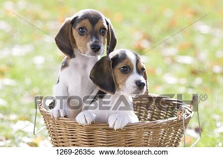 Two Beagle puppies in a wicker basket View Large Photo Image Stock Image - Two Beagle puppies in a wicker basket. Fotosearch