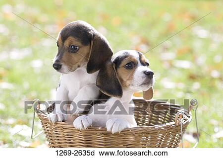 Two Beagle puppies in a wicker basket View Large Photo Image Stock Image - Two Beagle puppies in a wicker basket. Fotosearch