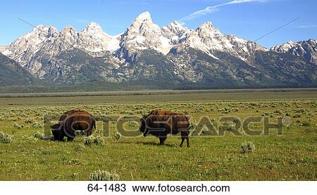 Two bison grazing in a field, Grand Teton National Park, Wyoming, USA View Large Photo Image Stock Image - Two bison grazing in a field, Grand Teton National Park, Wyoming, USA. Fotosearch