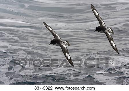 Stock Image - Two Cape petrels flying over the sea. Fotosearch
