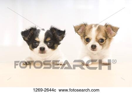 Two Chihuahua puppies leaning on a table View Large Photo Image Stock Image - Two Chihuahua puppies leaning on a table. Fotosearch