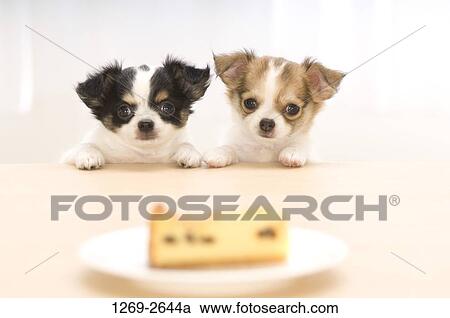 Two Chihuahua puppies looking at food in a plate View Large Photo Image Stock Image - Two Chihuahua puppies looking at food in a plate. Fotosearch