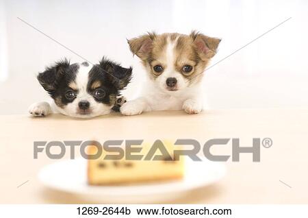 Two Chihuahua puppies looking at food in a plate View Large Photo Image Stock Image - Two Chihuahua puppies looking at food in a plate. Fotosearch