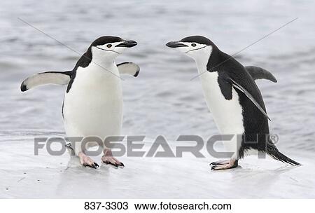 Two Chinstrap penguins (Pygoscelis antarcticus) standing face to face on the beach, Antarctica View Large Photo Image Stock Image - Two Chinstrap penguins (Pygoscelis antarcticus) standing face to face on the beach, Antarctica. Fotosearch