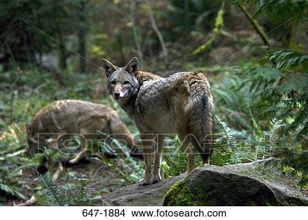 Two coyotes (Canis latrans) in a forest View Large Photo Image Picture - Two coyotes (Canis latrans) in a forest. Fotosearch