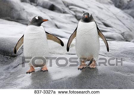 Two Gentoo penguins (Pygoscelis papua) standing on a rock, Antarctica View Large Photo Image Stock Image - Two Gentoo penguins (Pygoscelis papua) standing on a rock, Antarctica. Fotosearch