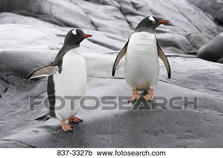 Two Gentoo penguins (Pygoscelis papua) standing on a rock, Antarctica View Large Photo Image Stock Image - Two Gentoo penguins (Pygoscelis papua) standing on a rock, Antarctica. Fotosearch