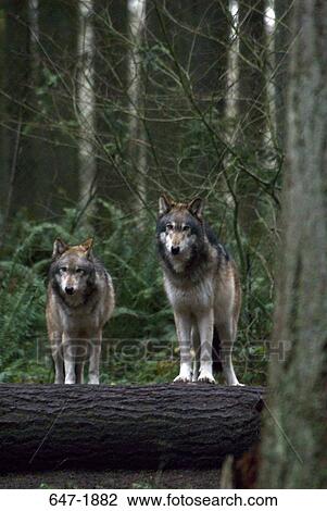 Two Gray wolves (Canis lupus) in a forest View Large Photo Image Stock Image - Two Gray wolves (Canis lupus) in a forest. Fotosearch