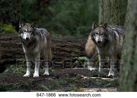Two Gray wolves (Canis lupus) in a forest View Large Photo Image Stock Photograph - Two Gray wolves (Canis lupus) in a forest. Fotosearch